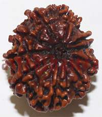 10 mukhi 26935 24mm
